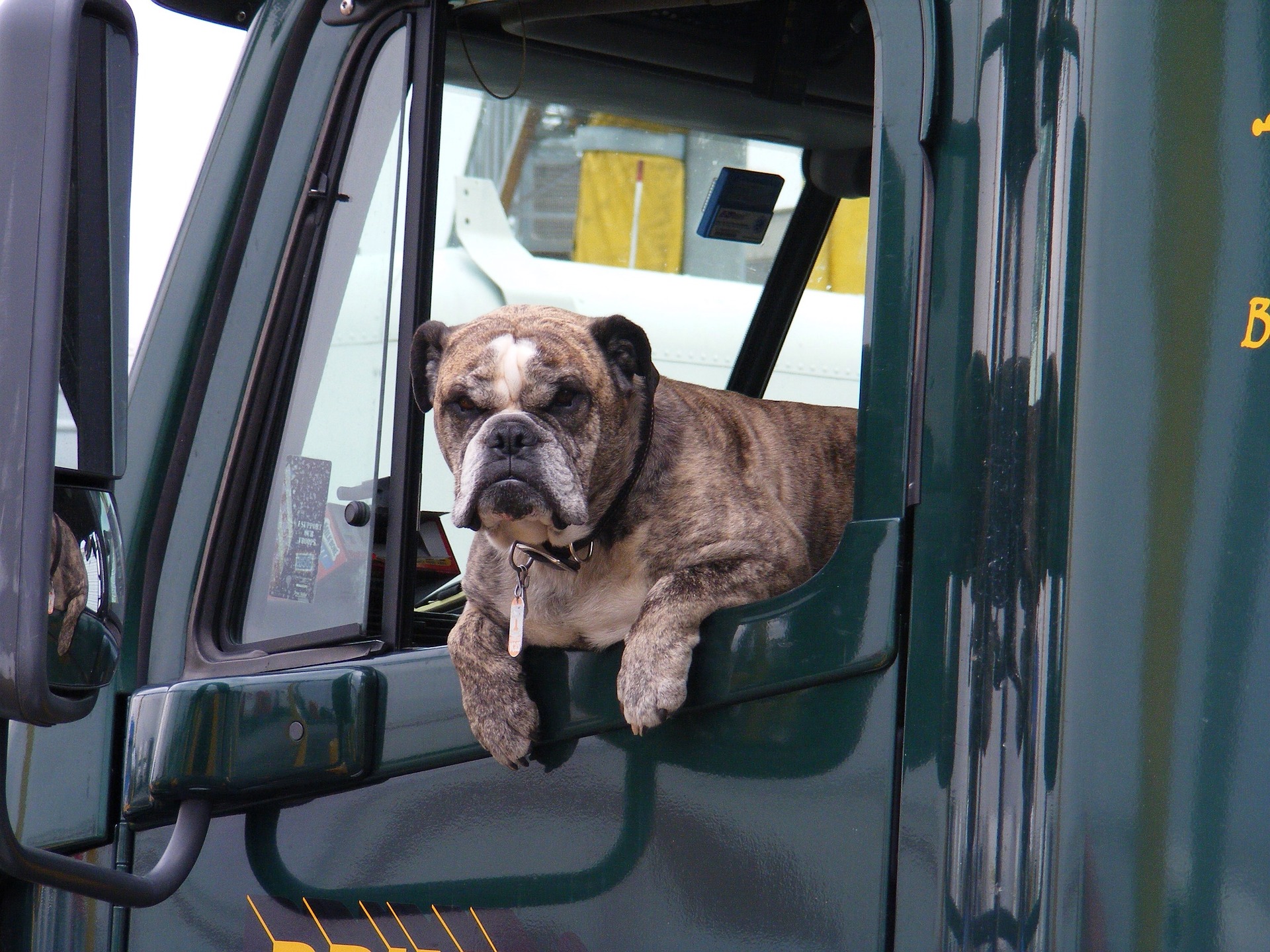 Bull dog sticking head out the truck window Trucking with your dog
